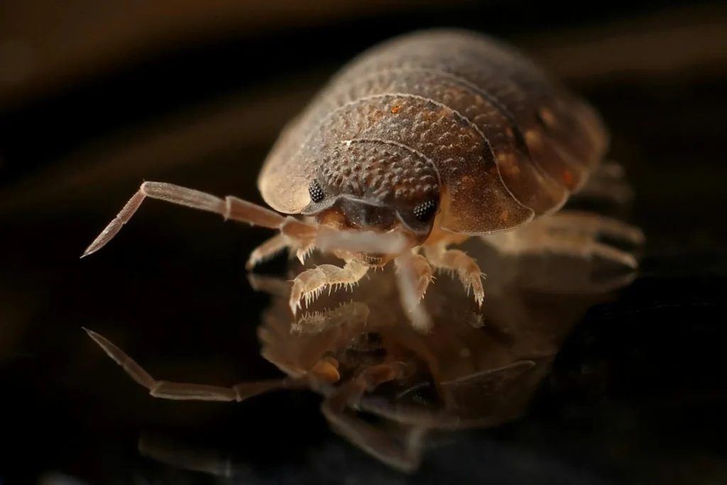 Bed-Bug-Treatment - Pest Control Pros | Jackson, NJ | 732-517-3607