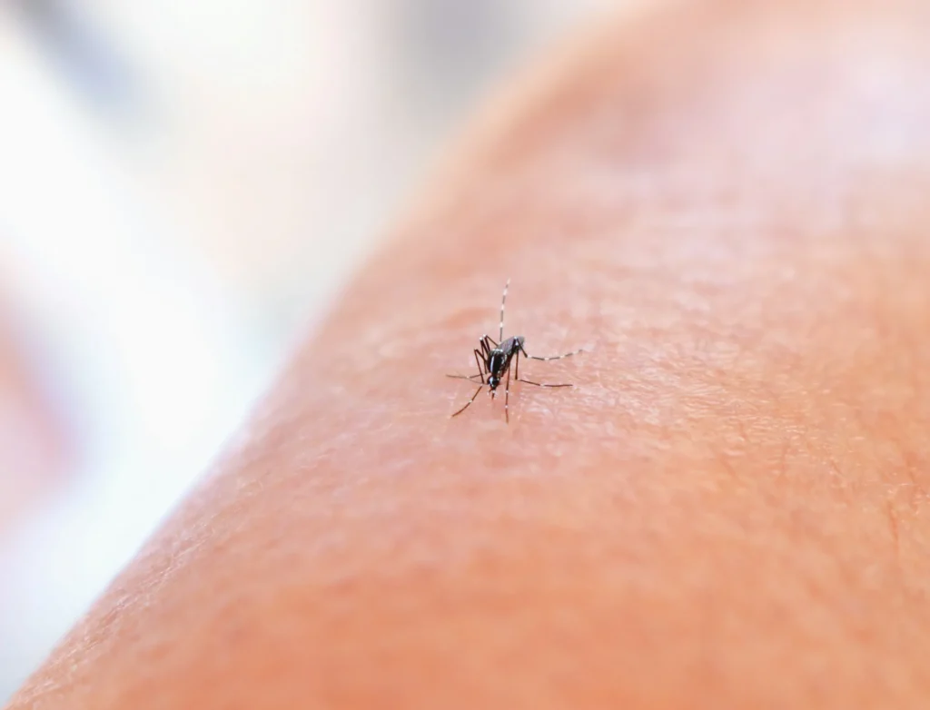 Mosquito Control - Pest Control Pros | Jackson, NJ | 732-517-3607